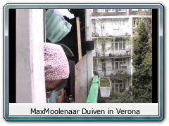 MaxMoolenaar Duiven in Verona